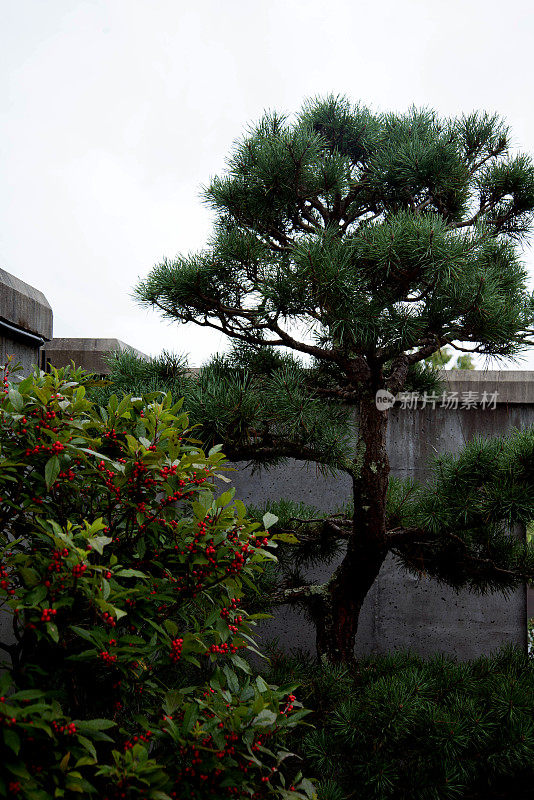 松树盆景