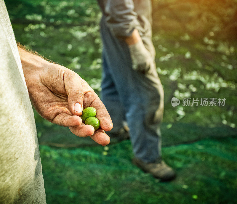 农民在橄榄收获期间的手