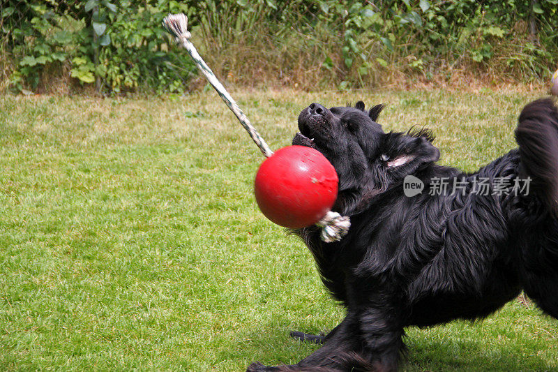 加拿大:纽芬兰犬