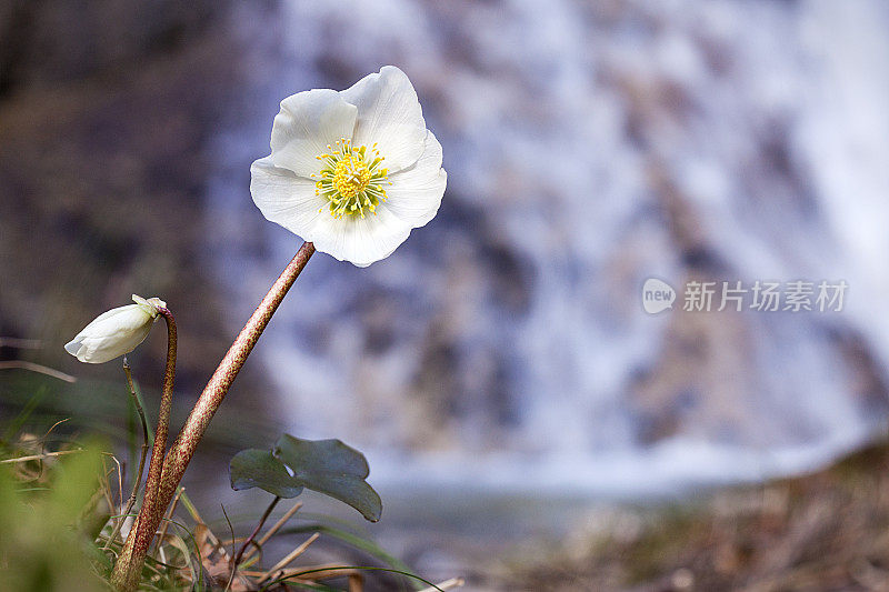 白花对浑水