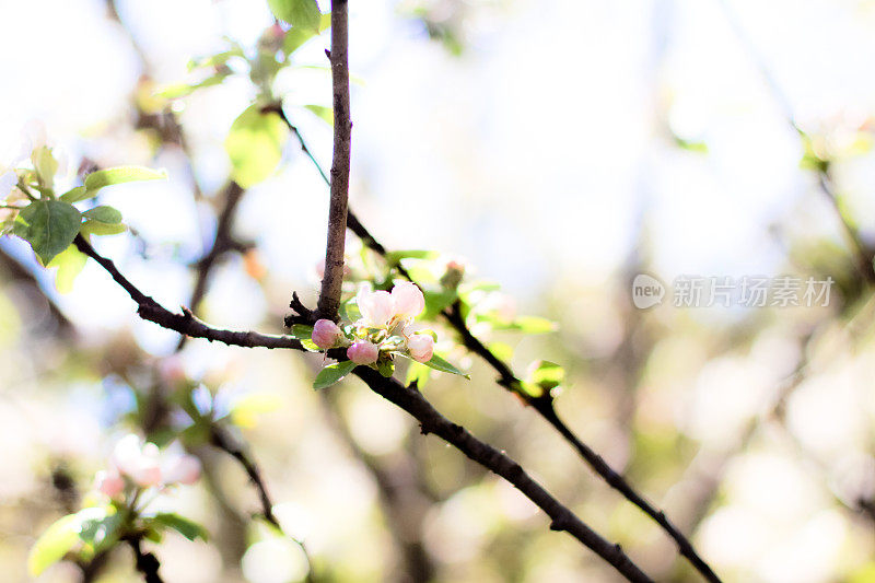 苹果花散景