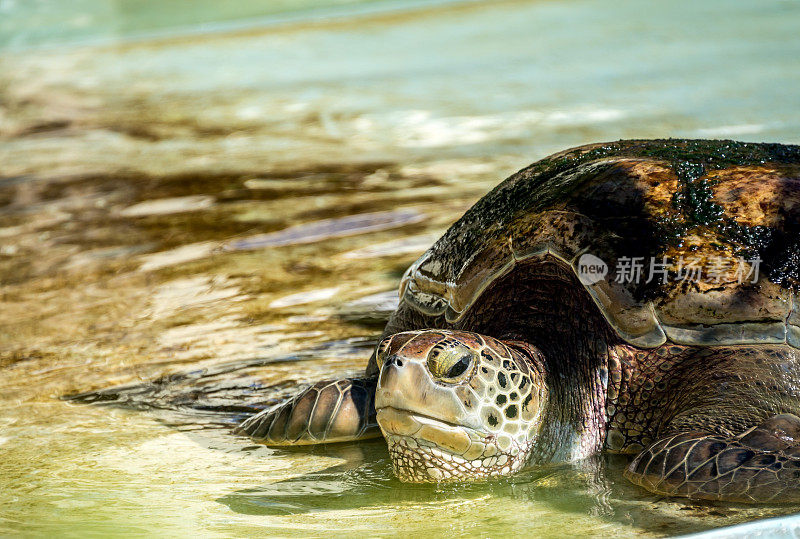 绿色海龟的特写