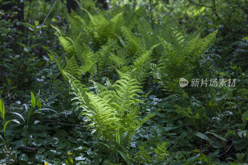 林地花园中的蕨类植物