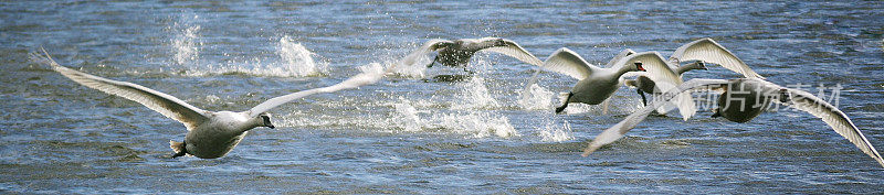 一群天鹅从湖里起飞