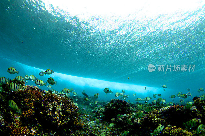 清澈的海浪下的热带礁石和鱼儿