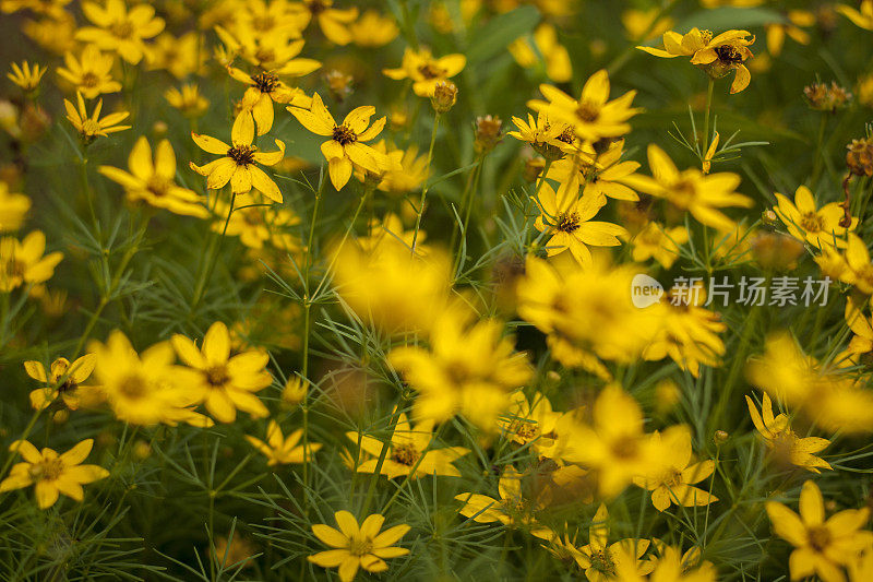 黄花绿叶