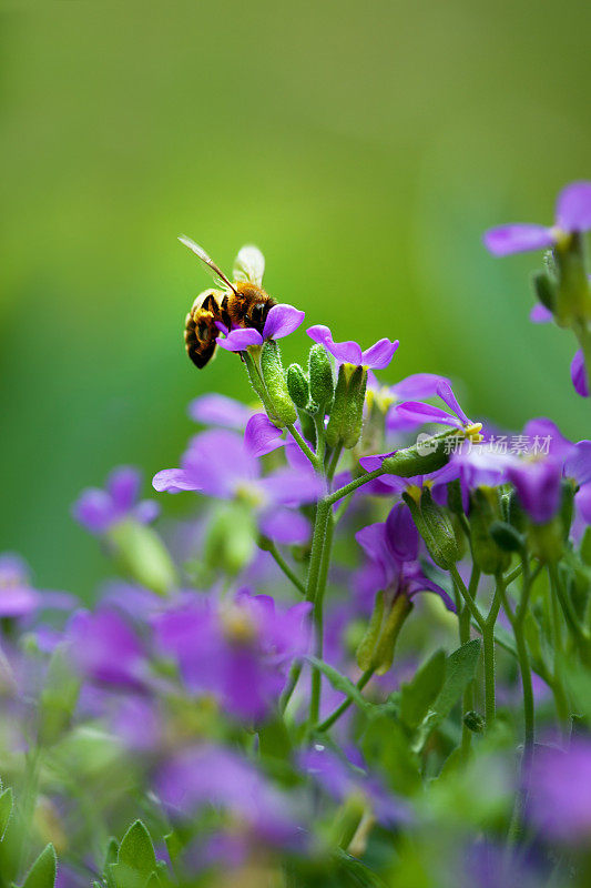 蜜蜂和花