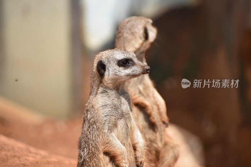 喀拉哈里沙漠猫鼬