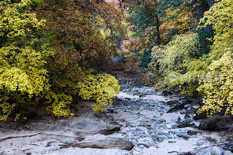 秋天的松溪，锡安国家公园