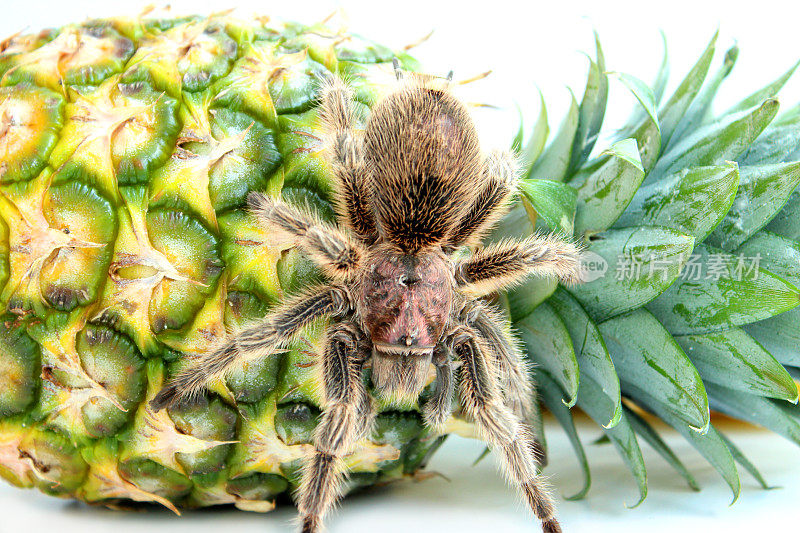 热带狼蛛爬在菠萝上的图片