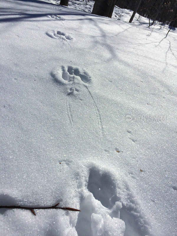 雪中兔子脚印的特写