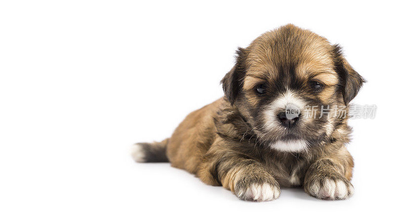 新生幼犬隔离在白色与复制空间