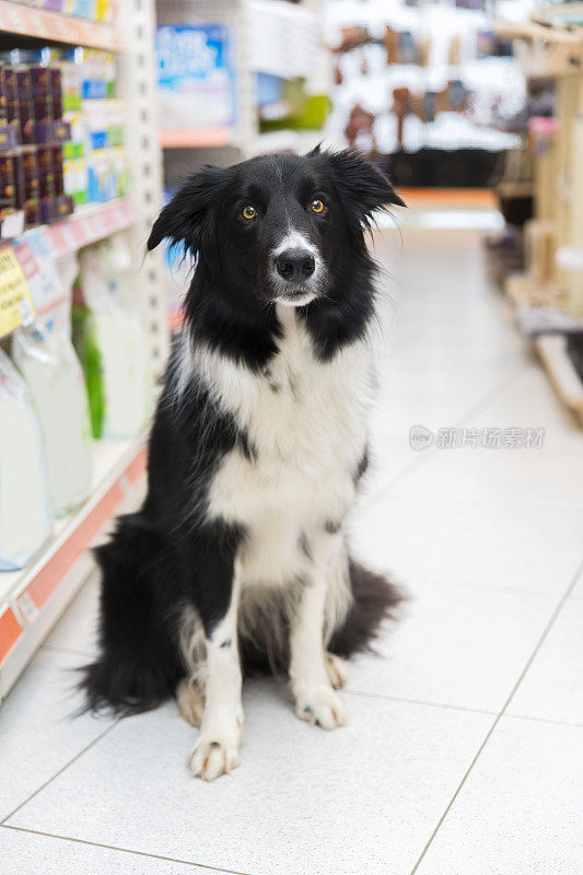 可爱的边境牧羊犬在宠物店