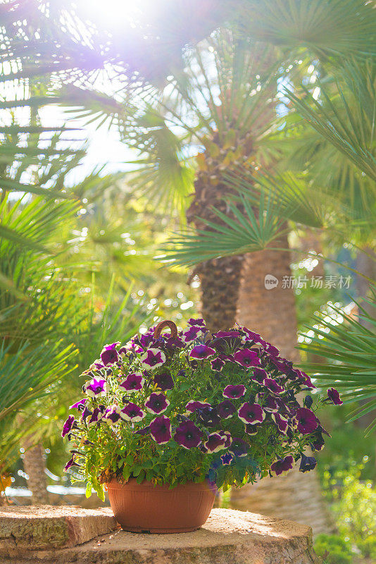 阳光下的棕榈树下的矮牵牛花花盆