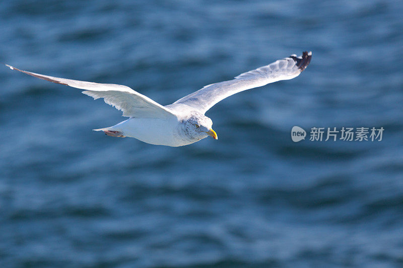 海鸥在美国马萨诸塞州玛莎葡萄园岛附近飞行。