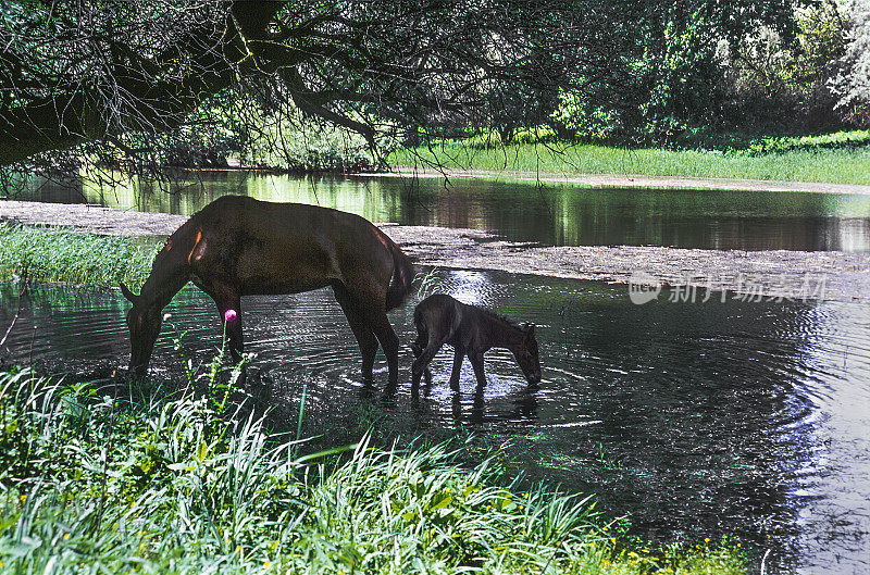 马和她的种马在浅河里饮水