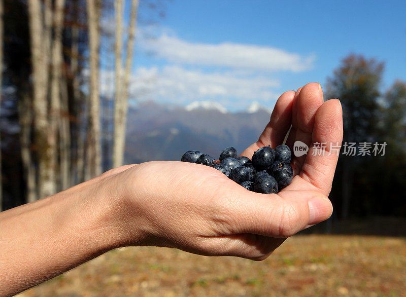 蓝莓在手边