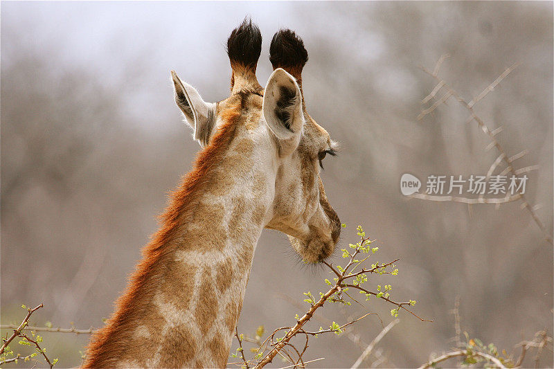 长颈鹿