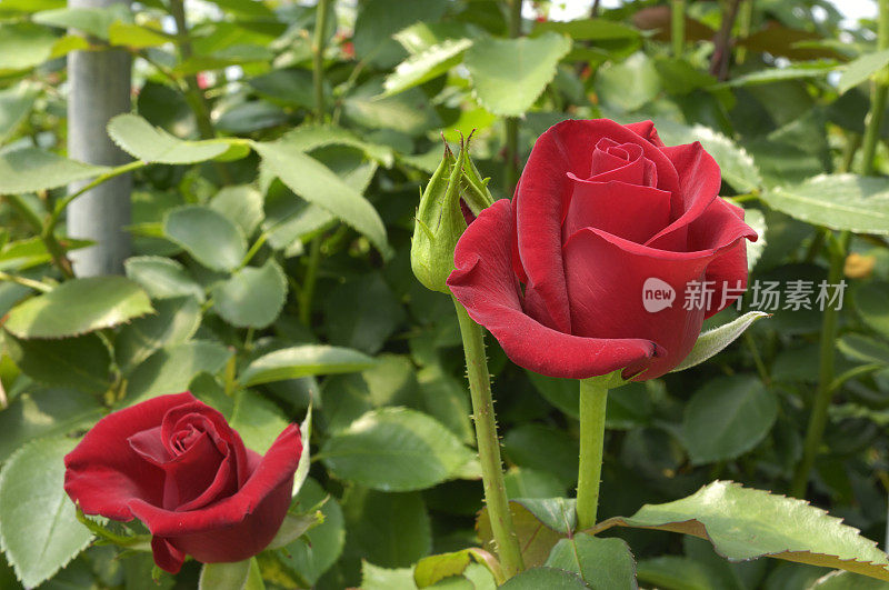 葡萄藤上的红色玫瑰
