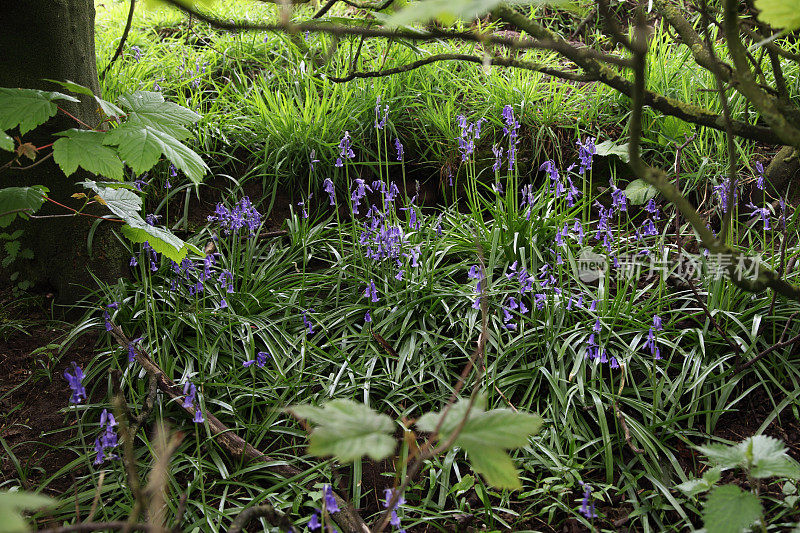 英语蓝铃花