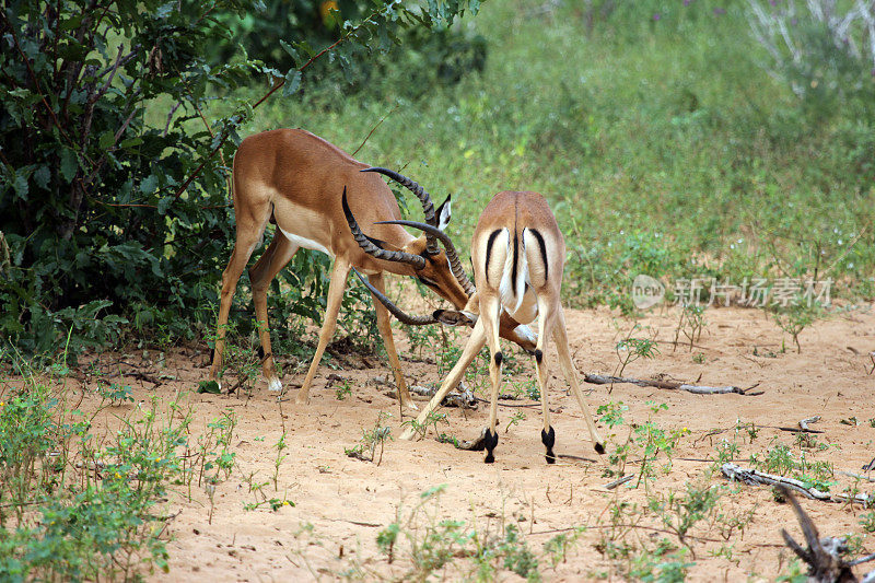 博茨瓦纳:丘比国家公园里，年轻的黑斑羚在相互角力
