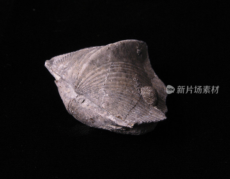 Brachiopod