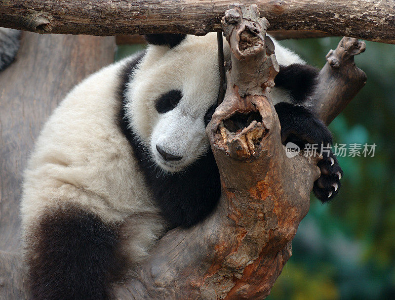 动物:熊猫在树上打盹