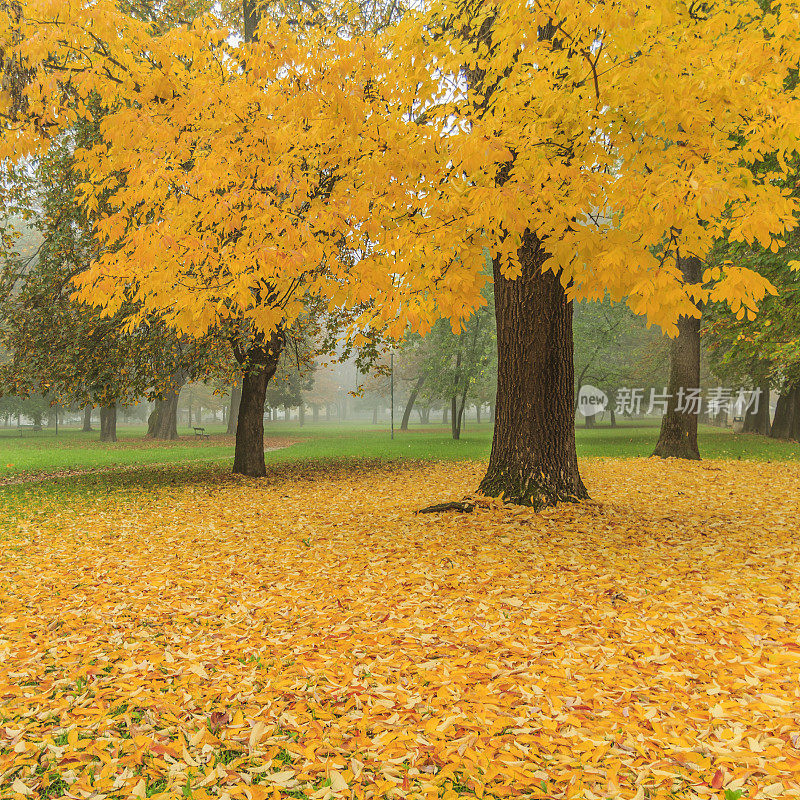 秋天公园和黄叶在一个有雾的早晨。