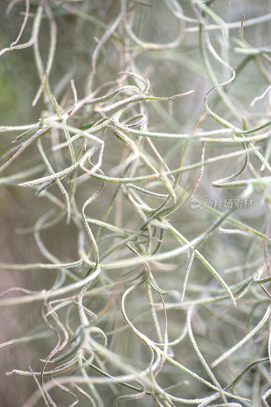 摘要植物背景微距图像