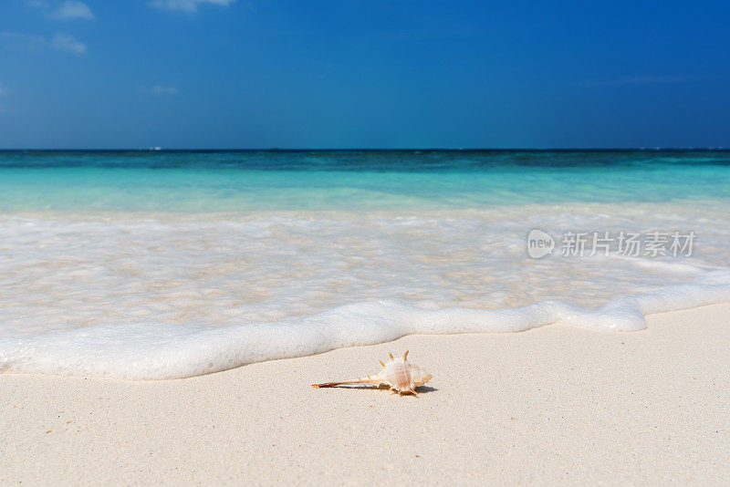 海螺壳和海浪