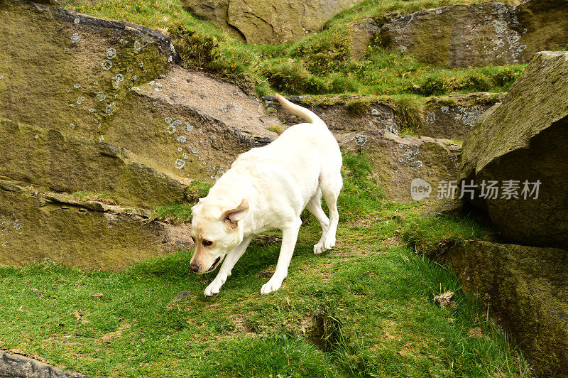 拉布拉多寻回犬