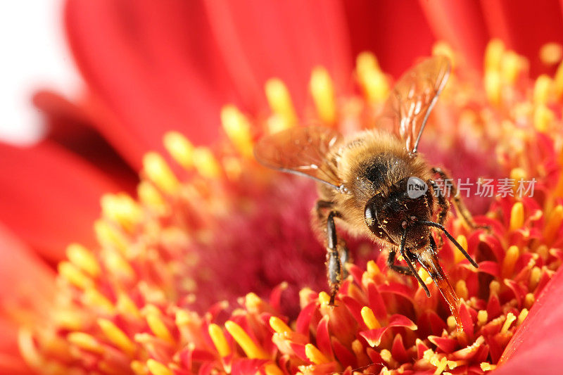 蜜蜂和红非洲菊