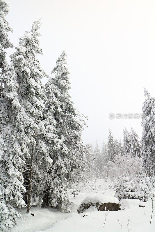 寒冷多雪的冬日黑森林