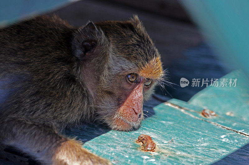 印度尼西亚:林卡岛上的长尾猕猴