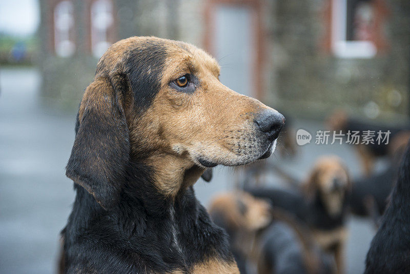 狩猎前的侦探犬