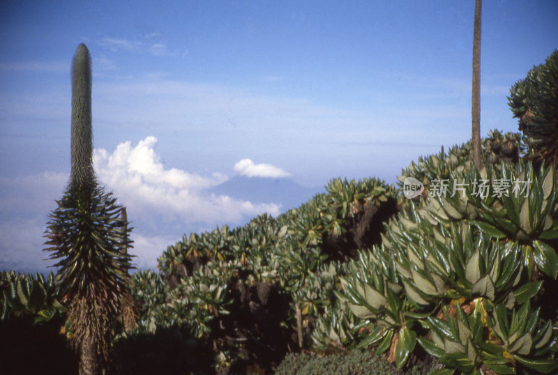观看尼拉贡戈火山云团，卡瑞辛比火山位于卢旺达中部非洲