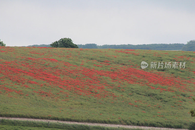 罂粟花田