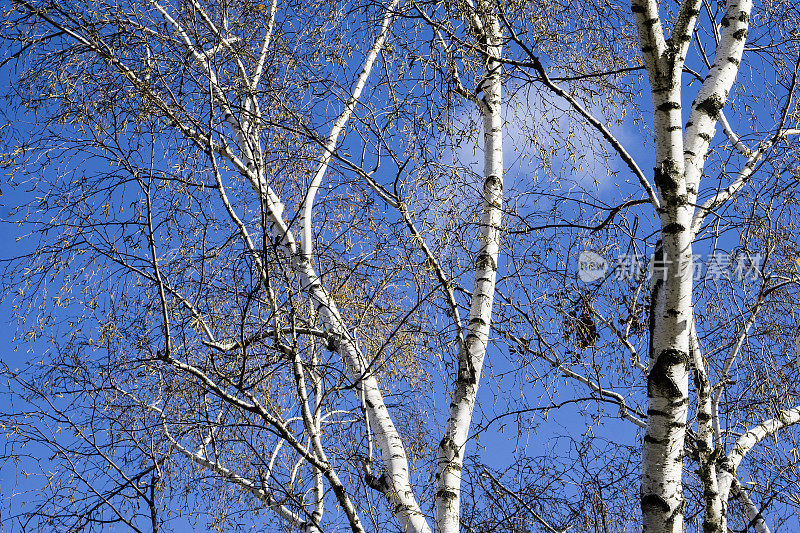 蓝天下的光秃秃的桦树