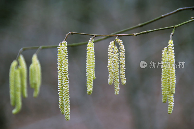 普通榛上的雄柔荑花序