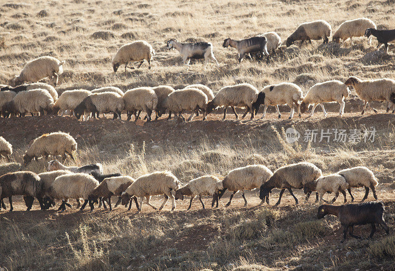 土耳其安纳托利亚，夏天在干燥的草地上放牧绵羊
