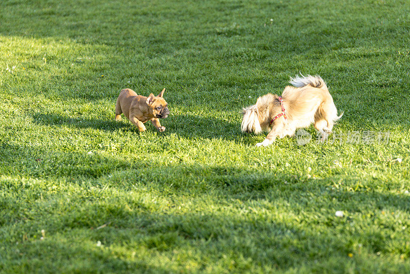 两只友好的狗在草地上玩耍