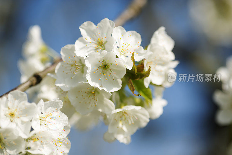 日本樱花