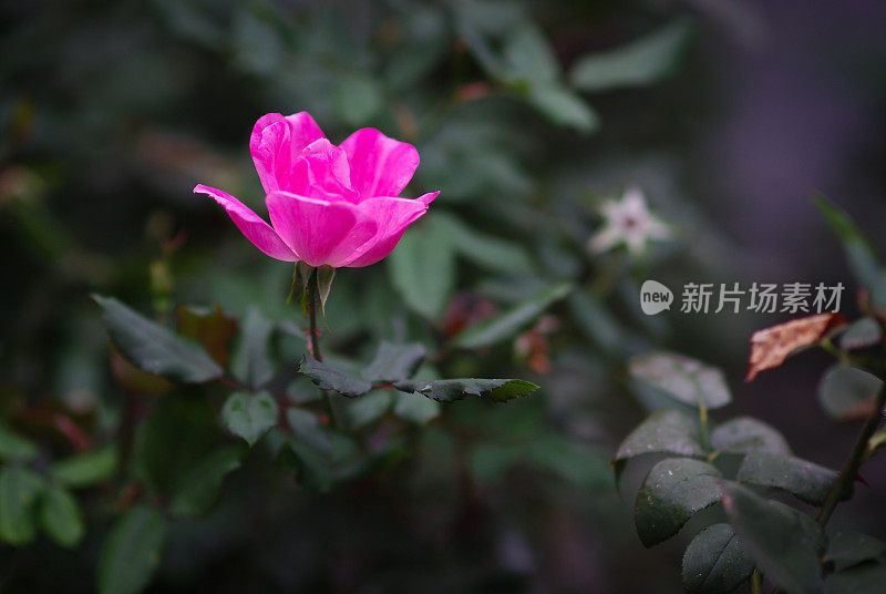 一个粉红色的玫瑰