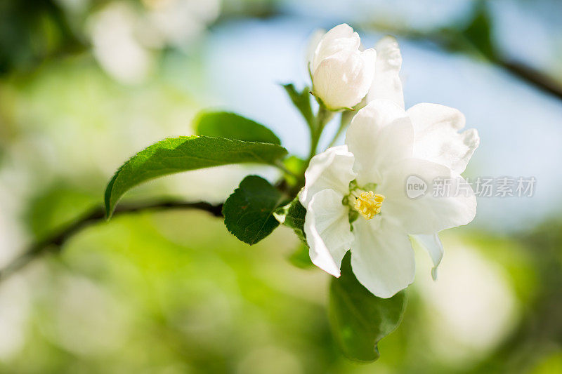 苹果花