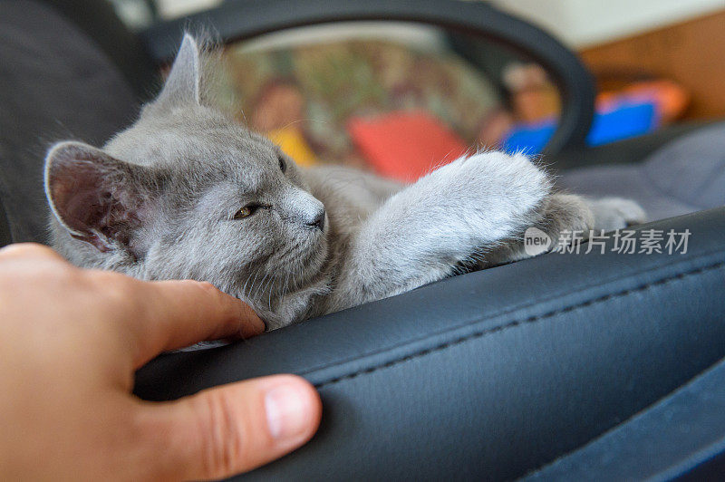 在椅子上抱着夏特鲁猫