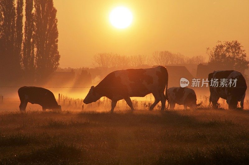 奶牛在清晨