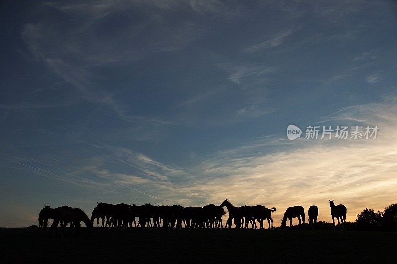 地平线上的一群马