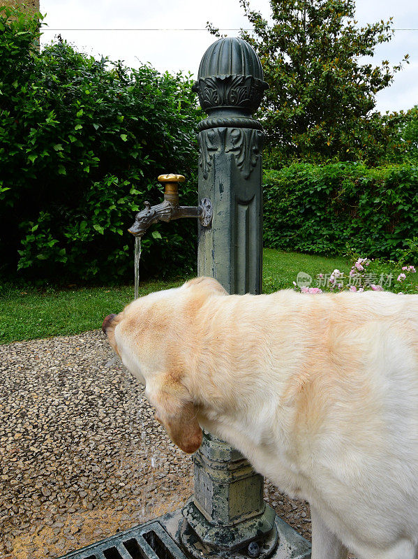 喝水的拉布拉多寻回犬