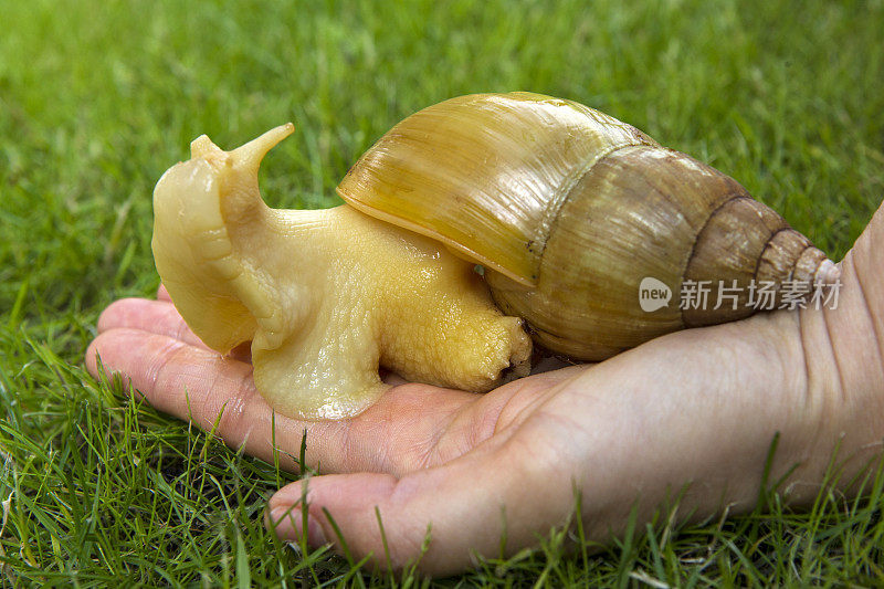 草地上的巨大非洲蜗牛-阿卡蒂娜