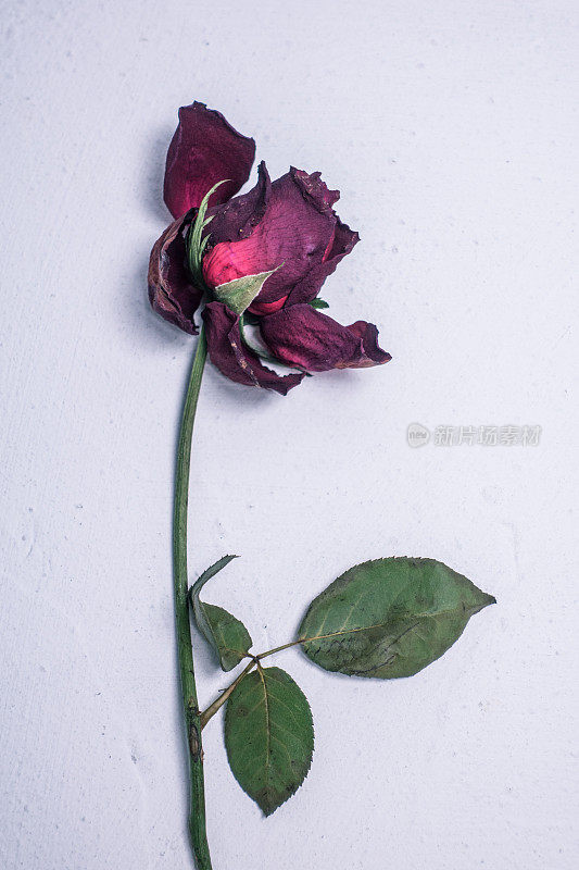 死去的玫瑰
